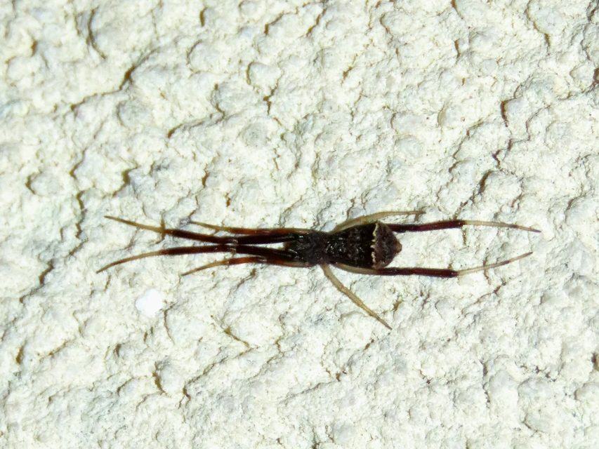 Episinus truncatus - csonka törpepók
