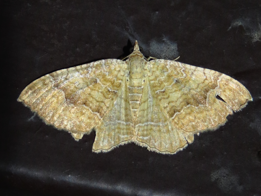 Camptogramma bilineata - kétvonalas sávosaraszoló