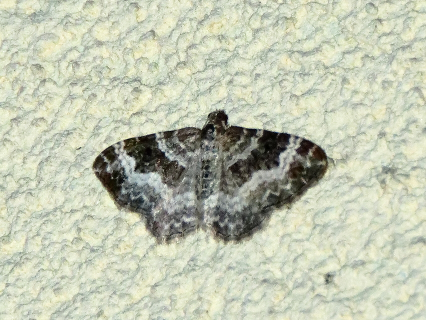 Epirrhoe alternata - galaj-tarkaaraszoló