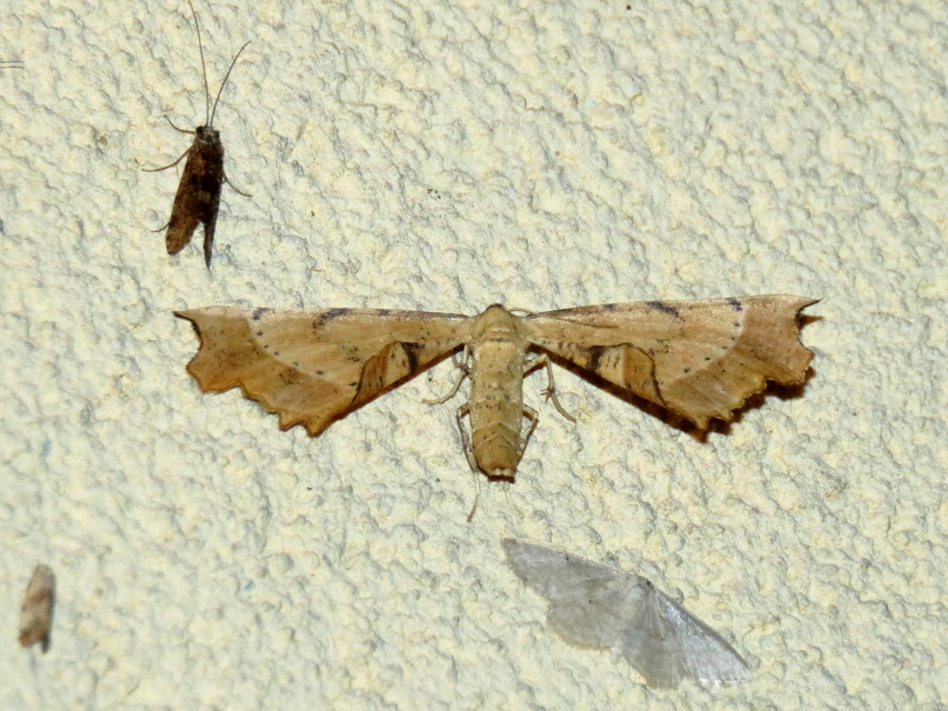 Artiora evonymaria - kecskerágó-araszoló
