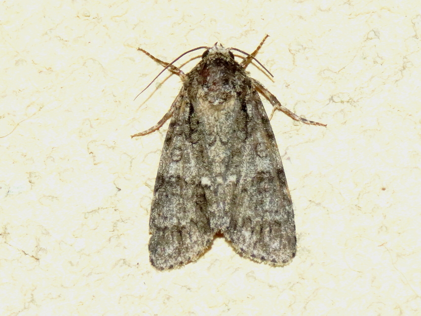 Acronicta rumicis - sóska-szigonyosbagoly