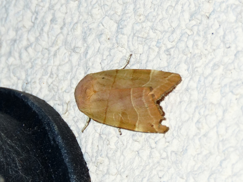 Noctua fimbriata - szélessávú sárgafűbagoly