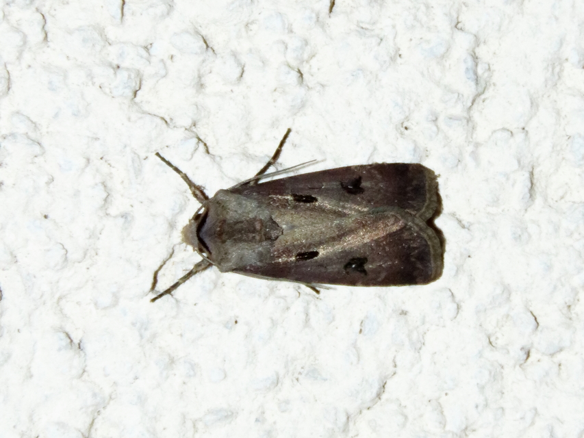 Agrotis exclamationis - felkiáltójeles földibagoly