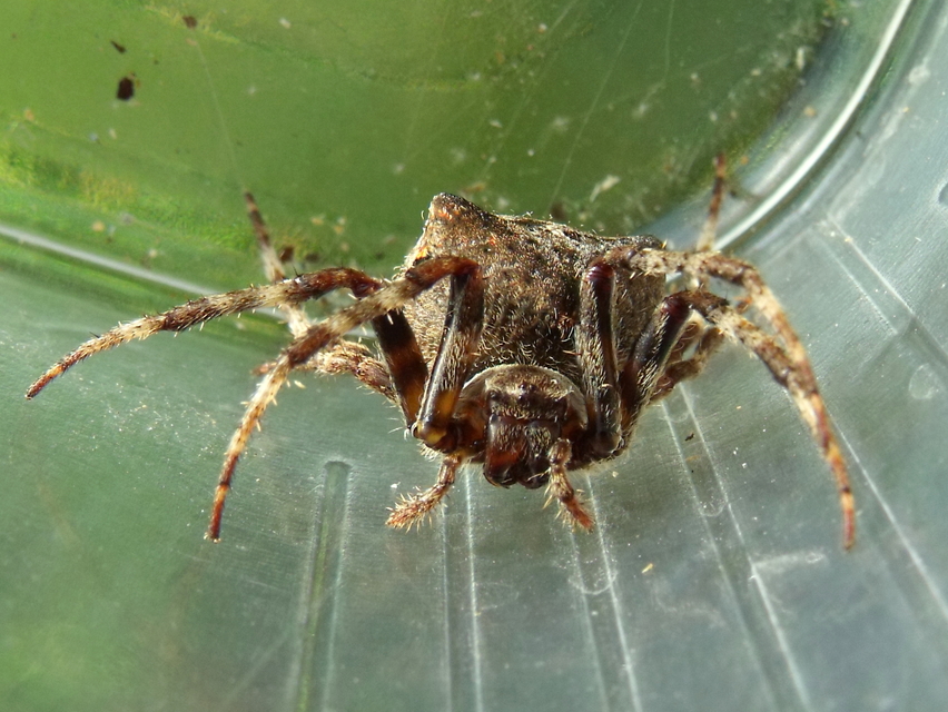Araneus angulatus - vállas keresztespók