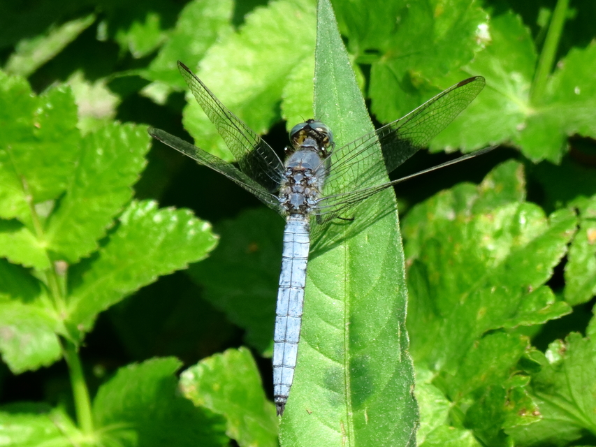Orthetrum coerulescens - karcsú pásztorszitakötő