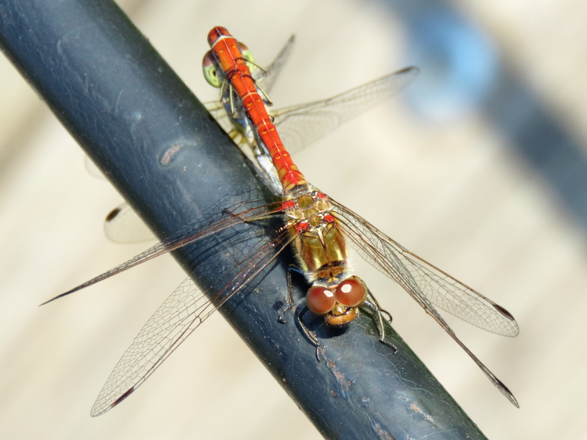 Sympetrum striolatum - harántsávos katona-szitakötő