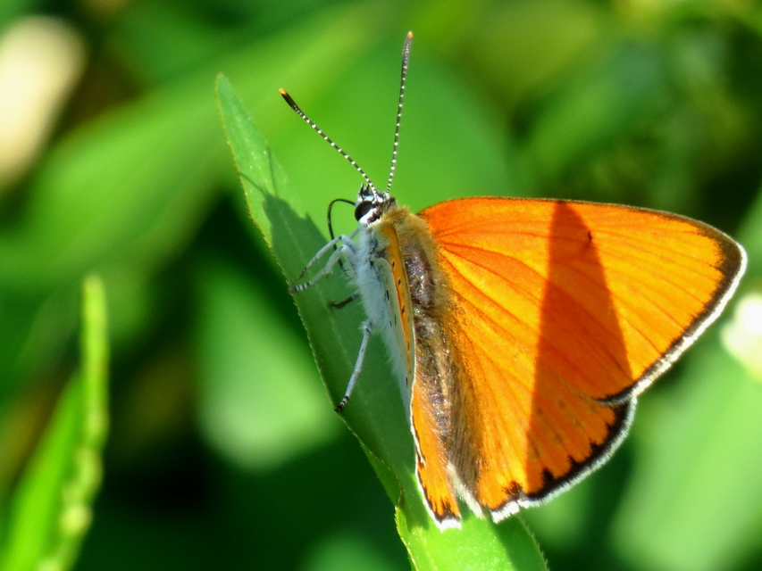 Lycaena dispar rutilus - nagy tűzlepke