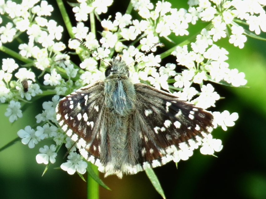 Pyrgus armoricanus - feles busalepke