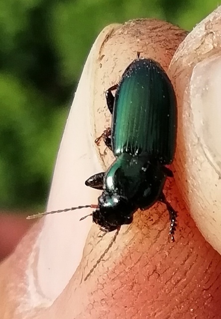 Harpalus distinguendus - mezei lomhafutó