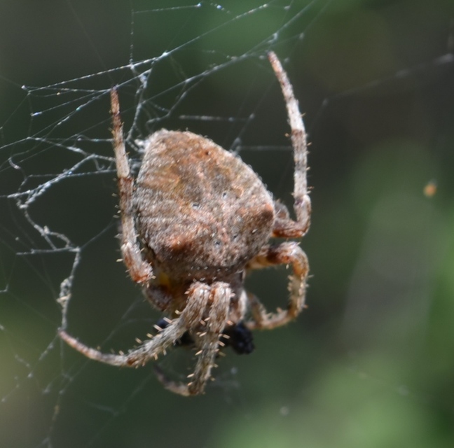 Araneus angulatus - vállas keresztespók