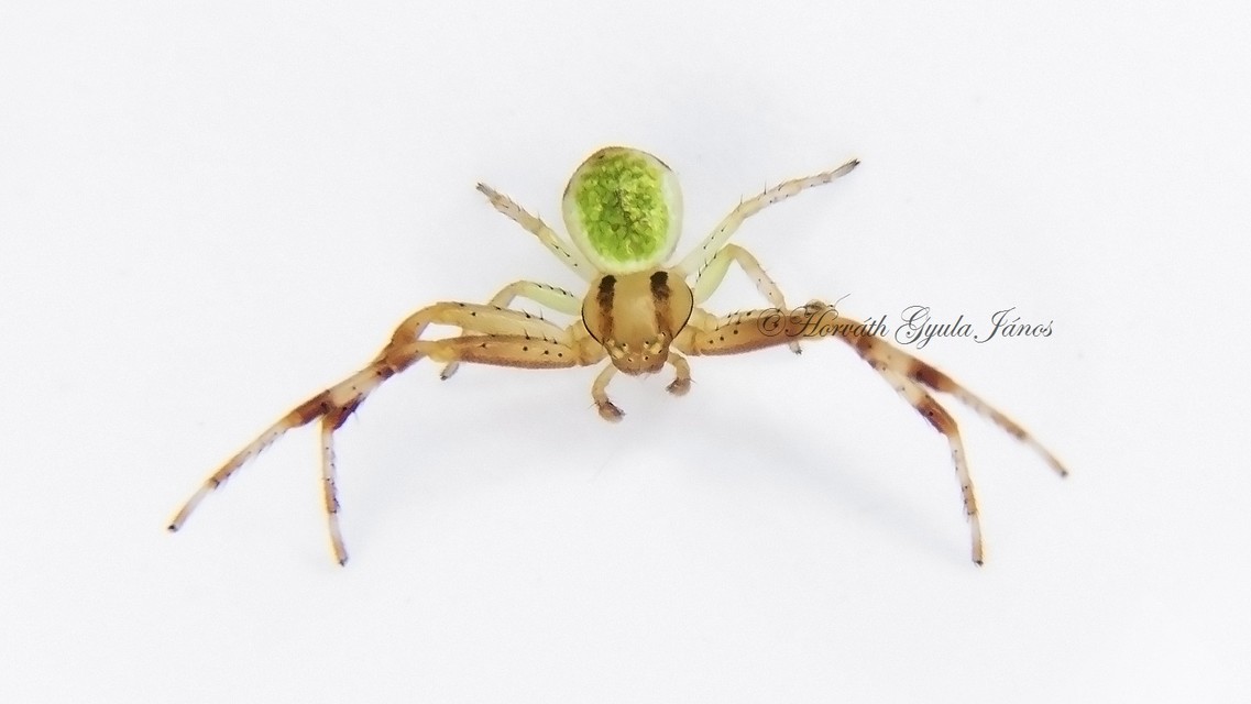 Ebrechtella tricuspidata - alakoskodó karolópók