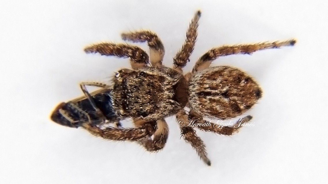 Salticidae - ugrópókok