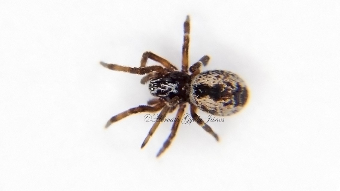 Dictyna