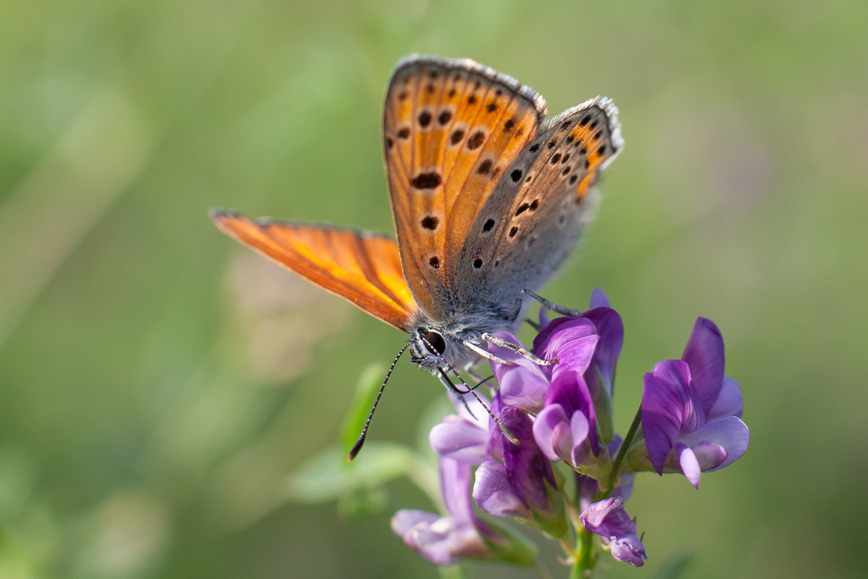 Lycaena thersamon - kis tűzlepke