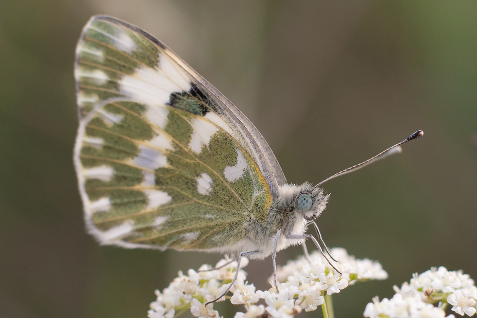 Pontia edusa - rezedalepke