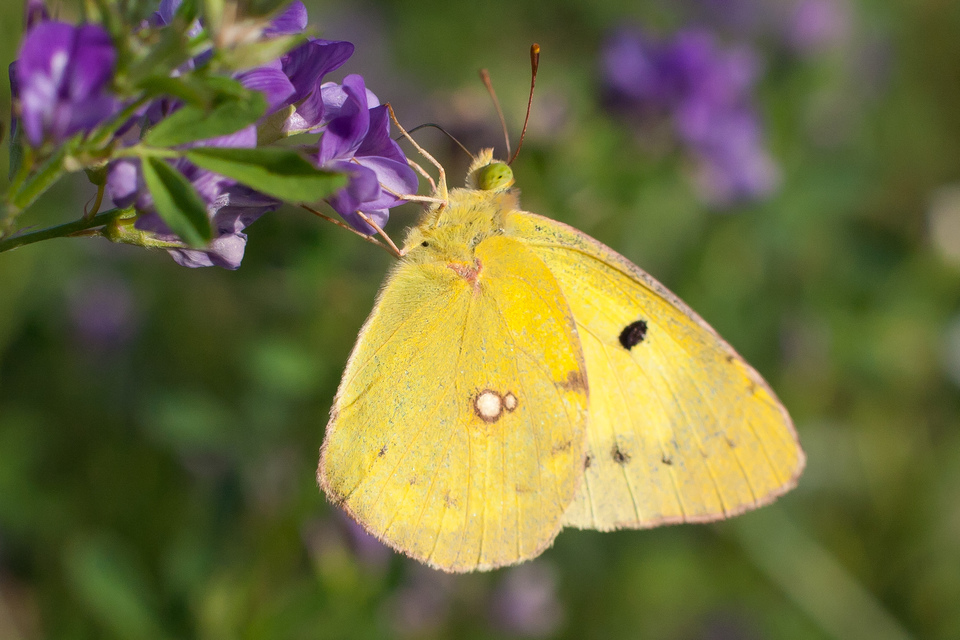 Colias erate - csángó-kéneslepke
