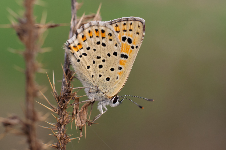 Lycaena tityrus - barna tűzlepke