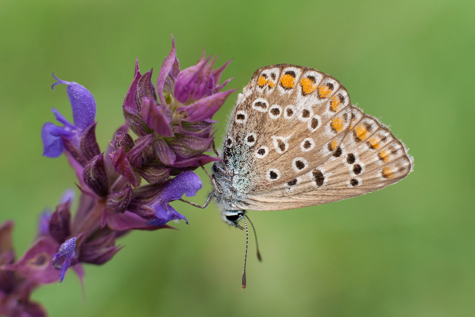 Polyommatus icarus - közönséges boglárka