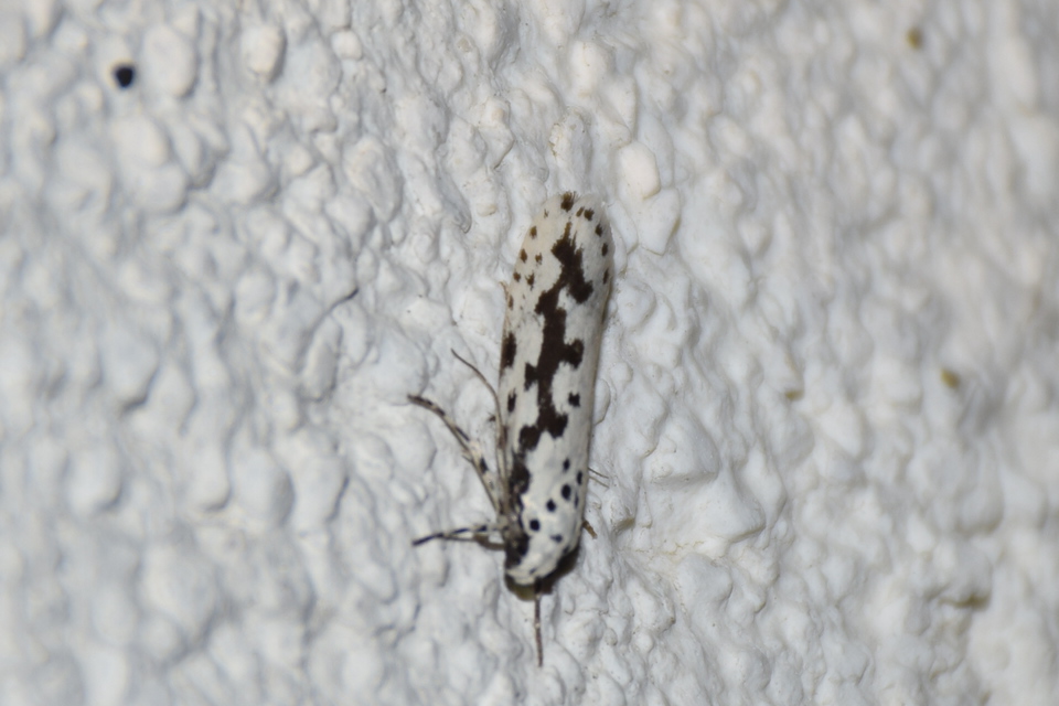 Ethmia candidella - őszi feketemoly
