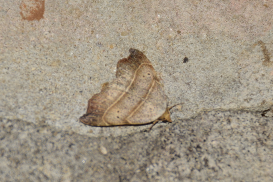 Laspeyria flexula - zuzmóbagoly
