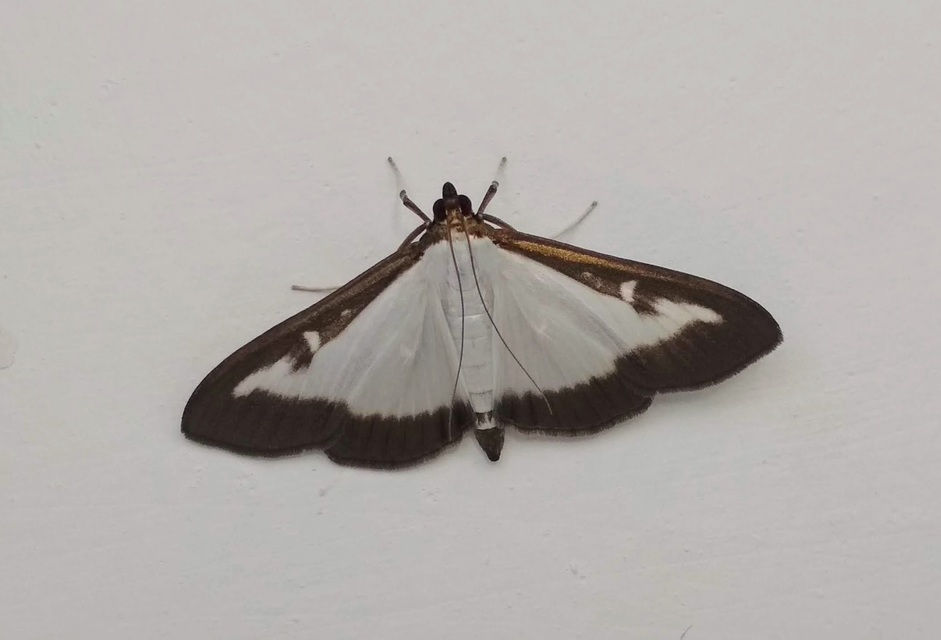 Cydalima perspectalis - puszpáng-tűzmoly