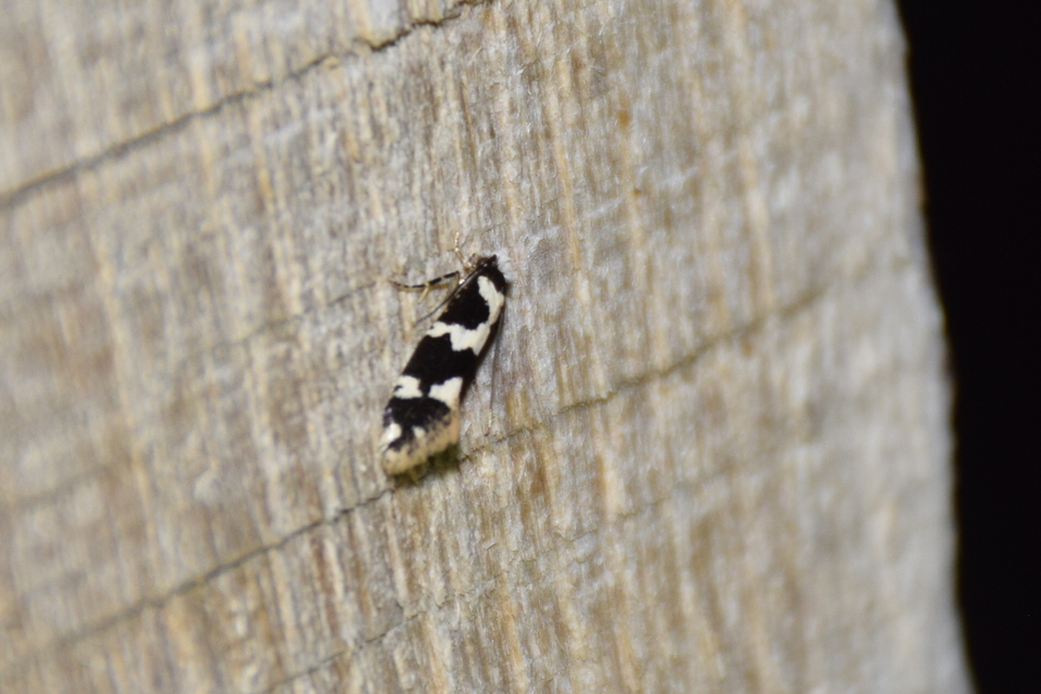 Neurothaumasia ankerella - magyarmoly