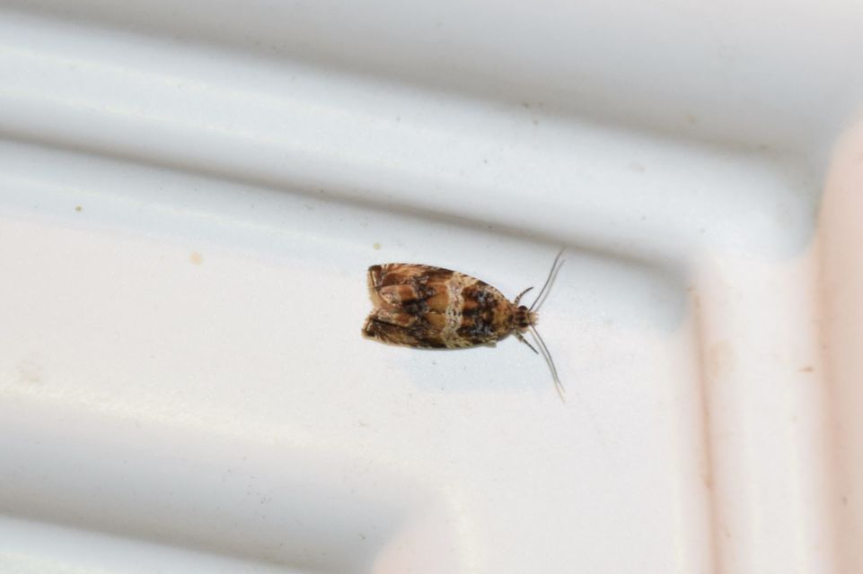 Celypha flavipalpana - öthorgú tükrösmoly