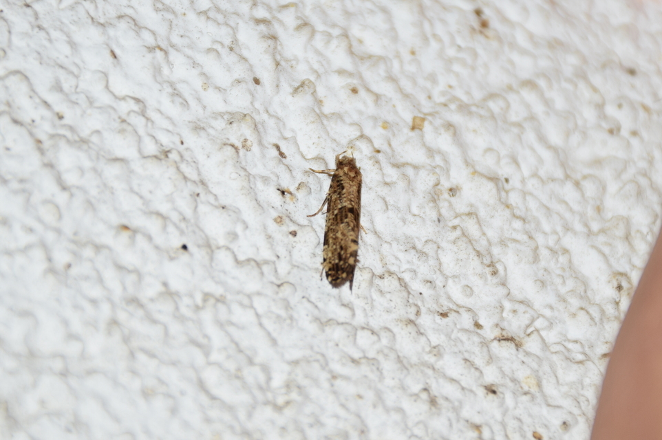 Morophaga choragella - közönséges óriásmoly