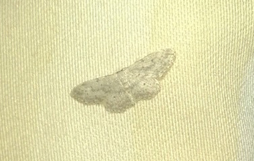 Idaea seriata - szürke apróaraszoló