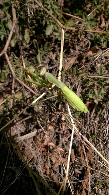 Mantis religiosa - imádkozósáska