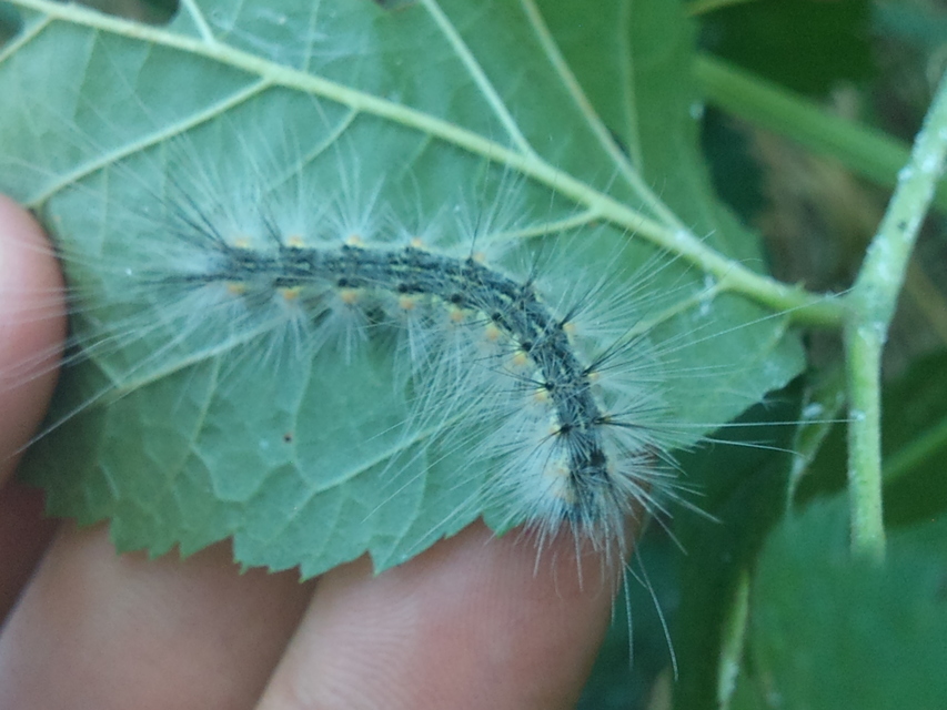 Hyphantria cunea - amerikai fehér medvelepke