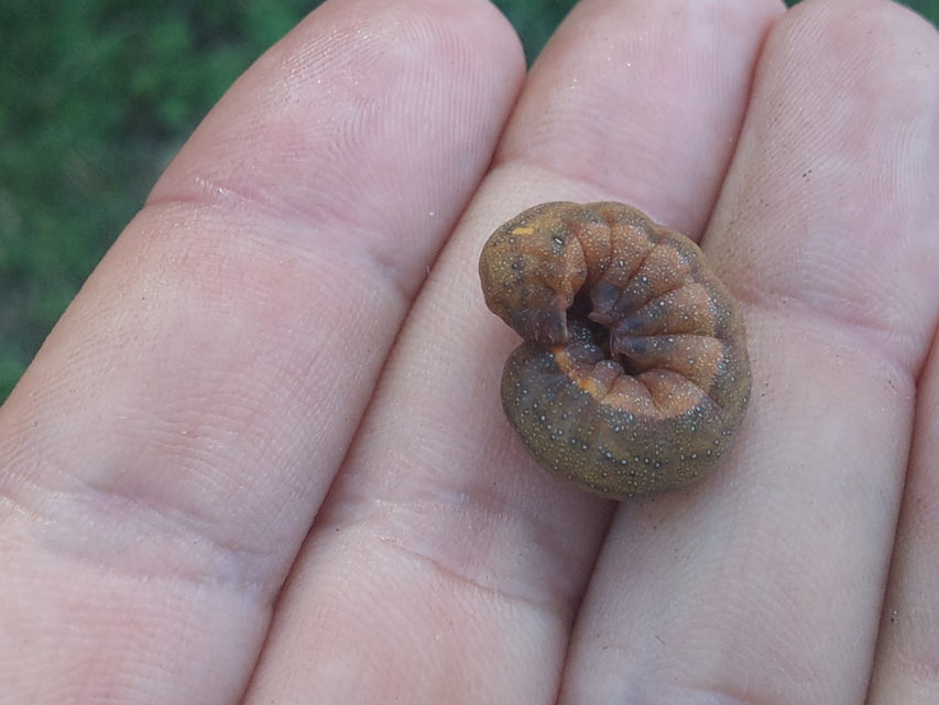 Trachea atriplicis - nyári zöldbagoly