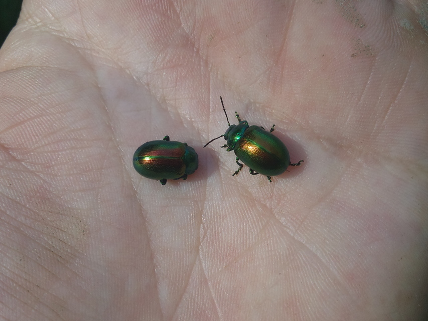 Chrysolina graminis - zöld varádicslevelész
