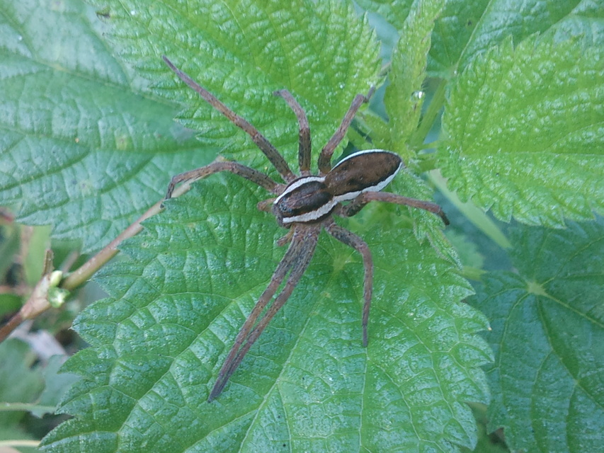 Dolomedes fimbriatus - szegélyes vidrapók