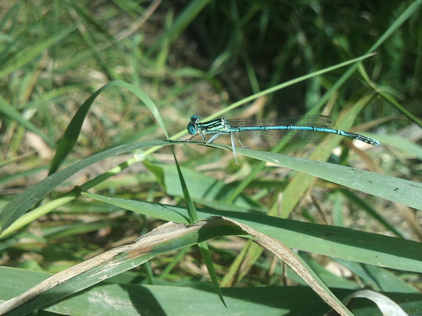 Platycnemis pennipes - széleslábú szitakötő