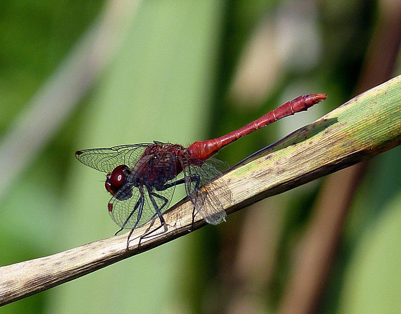 Sympetrum sanguineum - vörös katona-szitakötő