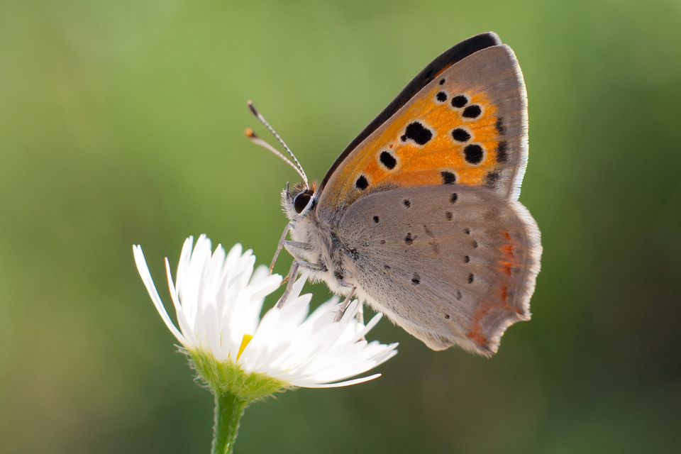 Lycaena phlaeas - közönséges tűzlepke