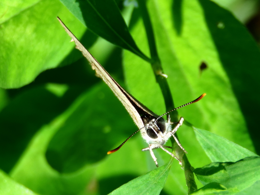 Neozephyrus quercus - tölgyfalepke