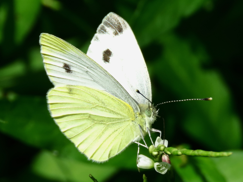 Pieris napi - repcelepke