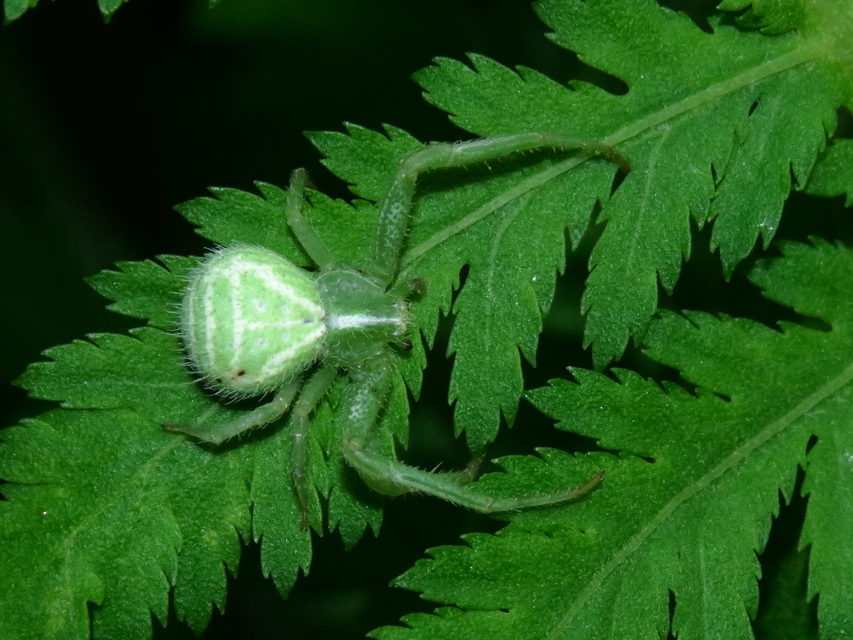 Heriaeus