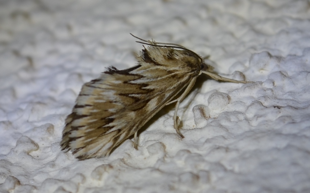 Cynaeda dentalis - gyakori ciframoly
