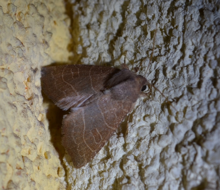 Atethmia ambusta - körtebagoly