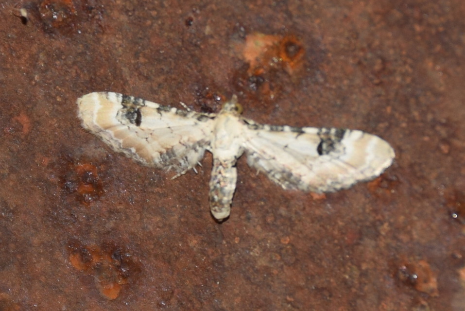 Eupithecia centaureata - búzavirág-törpearaszoló