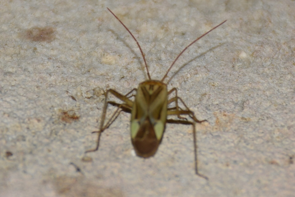 Adelphocoris lineolatus - lucernapoloska