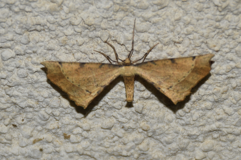 Artiora evonymaria - kecskerágó-araszoló