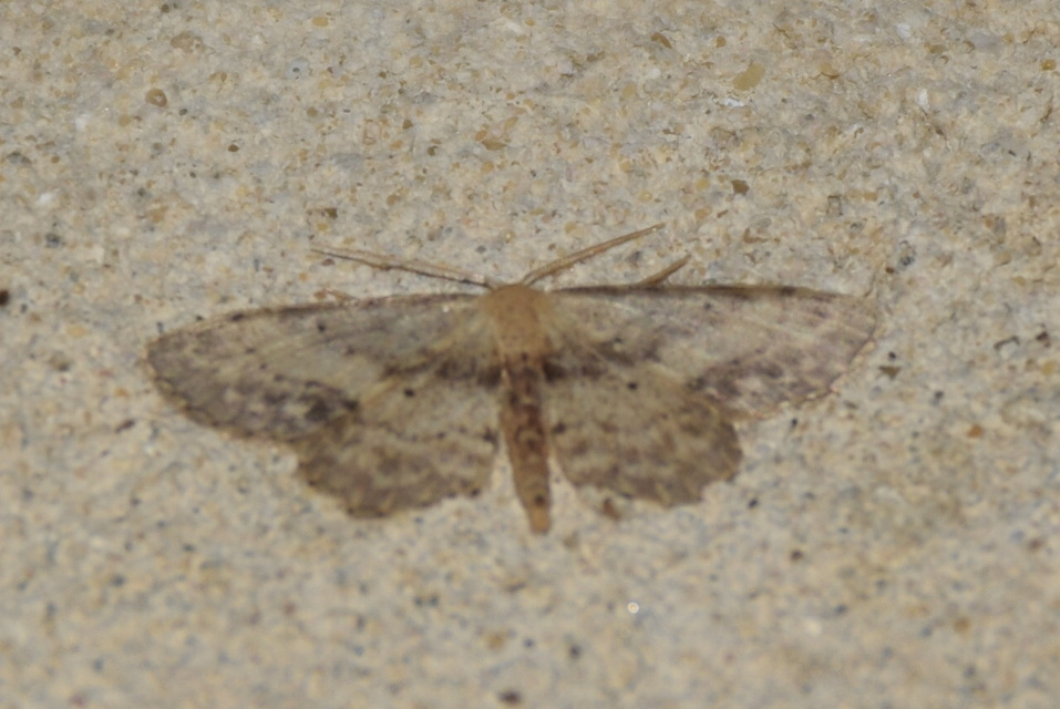 Idaea dimidiata - gyakori apróaraszoló