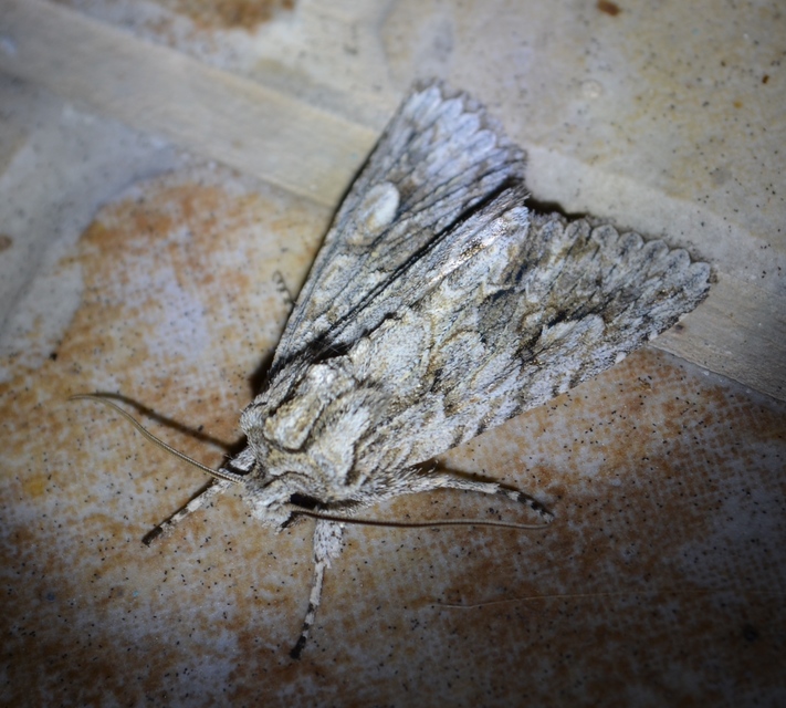 Meganephria bimaculosa - kétfoltos szilbagoly