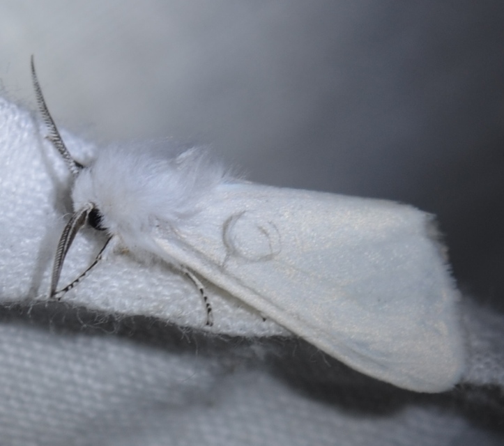 Hyphantria cunea - amerikai fehér medvelepke