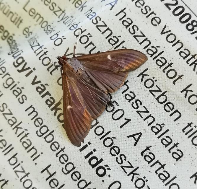 Cydalima perspectalis - puszpáng-tűzmoly