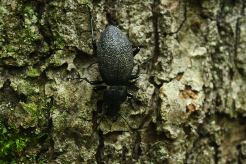 Carabus coriaceus - bőrfutrinka Carabus coriaceus - bőrfutrinka
